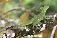 A large crest helps attract females. Plumed Basilisk Wikipedia