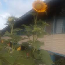 Benih bibit bunga matahari sunflower import lisas 61 uut fotot albumisse testimoni avissa shop * 089773737679 * line : Ni Antara Hasil Benih Yang Min Jurnal Bunga Matahari Facebook