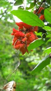 Image result for Cnestis