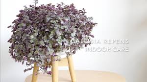 Callisia repens bianca | how does your garden grow. Callisia Repens Care Indoor Callisia Repens Pink Lady Callisia Repens Pink Panther Youtube