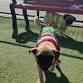 November 2025 Peninsula Pug  Meetup (Pugly Sweater event image