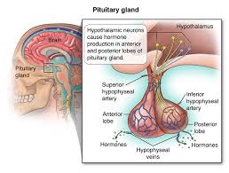 Genes also influence the cells' production of proteins, and proteins carry many of. Pituitary Tumor What Is A Pituitary Tumor Pituitary Tumor Symptoms Treatment Diagnosis Ucla