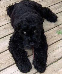 Strength, health and reliability of original siberian bloodlines. 75 B R T Ideas Black Russian Terrier Terrier Terrier Dogs