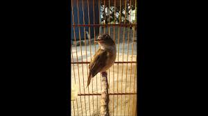 Untuk kutilang betina mempunyai kepala yang lebih kecil dengan jambul jarang dan juga pendek. Suara Burung Langka Flamboyan By Farhan Latief