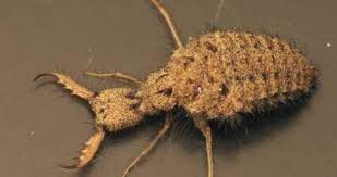 10 Most Fascinating South African Animals South African Animals African Animals Bugs And Insects