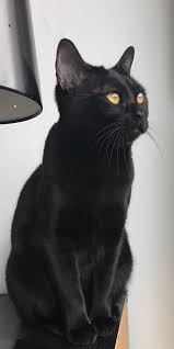 Burmese Cat