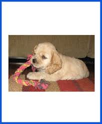 This will absolutely light up your life… and make you want to add one to your family. English Cocker Spaniel Dog Puppy For Sale Poddarkennel Call 9313005254