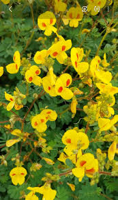 Image result for Smithia