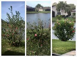 How to prune a hibiscus plant. Before During And After The Pruning Of My Hibiscus Bush Gardening