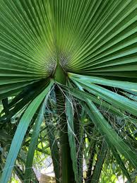 Often referred to as the washington palm, the mexican fan palm has upright branches with leaves spread elegantly on the ends. Mexican Fan Palm Fraying Discussing Palm Trees Worldwide Palmtalk