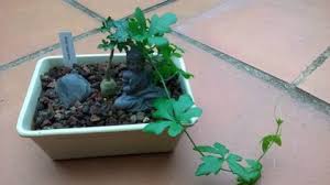 Image result for Kedrostis nana