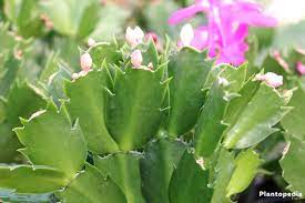 Many people grow christmas cactus (schlumbergera bridgessii). Christmas Cactus Schlumbergera How To Care For This Houseplant Plantopedia