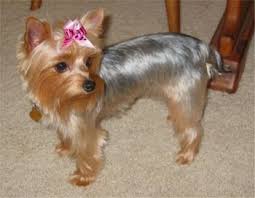 What is the temperament of the yorkie poo? Silky Terrier Puppies Breeders Terriers Silky Terrier Australian Silky Terrier Terrier Puppies