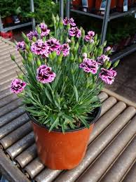 Garden Pinks Dianthus Everlast Lilac Eye From Growing Colors Lilac Eye Pink Dianthus Lilac