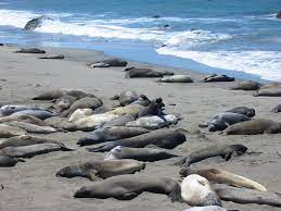 Sea Lions On The Beach Near Morro Bay California Sea Lion Elephant Seal San Luis Obispo County