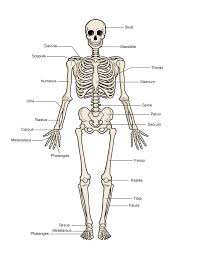 The human leg, in the general word sense, is the entire lower limb of the human body, including the foot, thigh and even the hip or gluteal region. Human Skeleton Switched On Kids