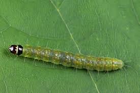 Image result for Archips podanus