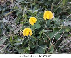 Image result for Fabaceae subfamily Papilionoideae