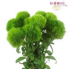 Wholesale Dianthus Green Green Carnation Ball Blooms By The Box You Can Buy The Moss Flower Dianthus Flowers Green Carnation Wholesale Flowers