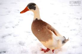 Your ducks need a dry coop, not a damp coop. Duck Coop How To House Ducks In Winter Months