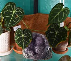 How To Care For An Anthurium | Gardener'S Supply