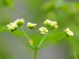 Image result for Apium graveolens