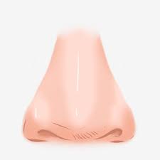 Tall Nose Hand Drawn Illustration Human Body Nose White Nose Creative Nose Png Transparent Clipart Image And Psd File For Free Download How To Draw Hands Nose Drawing Clip Art