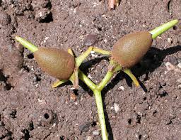 Image result for Rhizophoraceae