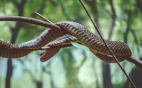 Kadal, katak, ular, tikus atau mamalia kecil lainnya. Ini Jenis Ular Kobra Yang Ada Di Indonesia Cari Tahu Tetap Waspada Rumah123 Com