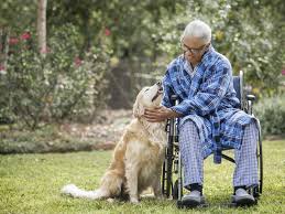 Therapy dogs need specialized therapy dog training. How To Train Your Dog To Become A Therapy Animal