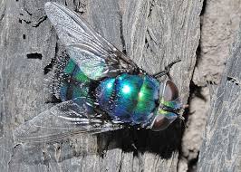 Image result for Rutidea