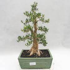 Бонсай буксус или самшит ( лат. E Bonsai Indoor Bonsai Buxus Harlandii Cork Boxwood