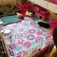 They are some of the most popular types of guinea pig cages, because of their ability to adjust to whatever vacant space you have. Pin On Guinea Pig Cages