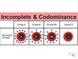 In codominance both alleles are dominant which leads to both alleles being expressed to a certain point. Incomplete Codominance Updated Youtube
