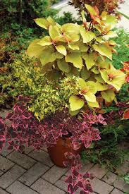 Image result for Coleus foliatus