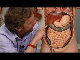 The major muscles of the abdomen include the rectus abdominis in front the external obliques at the sides and the latissimus dorsi muscles in the back. Abdominal Organs Plastic Anatomy Youtube