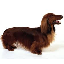 Image result for dachshund