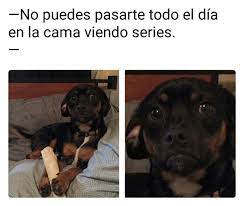 Terrible Hd Memes Perros Mascotas Memes Memes Divertidos