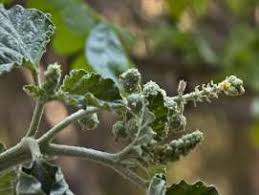 Image result for Chrozophora plicata