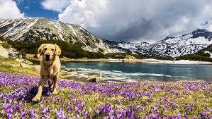 Why pay to lock your dog in a cage? Traveling With Your Pet 5 Tips To For A Successful Trip