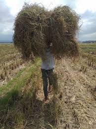 Facebook gives people the power to. Akibat Krisis Jerami Sapi Peliharaan Terpaksa Dijual Due To The Straw Crisis The Cattle Ranchers Have To Switch Steemit
