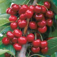 We did not find results for: How To Grow Sweet Cherries Finegardening