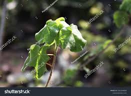 Image result for Sterculia rogersii