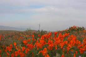 Maybe you would like to learn more about one of these? Death Valley Spring Flowers 2005