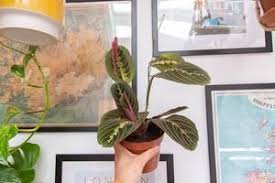 maranta leuconeura fascinator bulbe bizarre bulbes bizarre