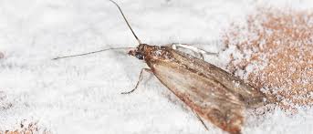We did not find results for: Common Kitchen Pests Pantry Pests 101 Jp Pest Services