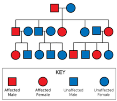 Sample Pedigree Down Syndrome