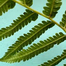 Image result for Amblovenatum