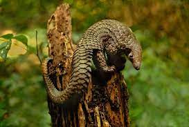 The shy, harmless pangolin is becoming increasingly well known for one reason: Tierlexikon Pangolin Geolino
