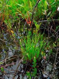 Image result for Xyris straminea